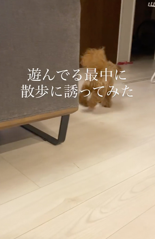 「散歩行く？」と聞かれフリーズしまうワンコ