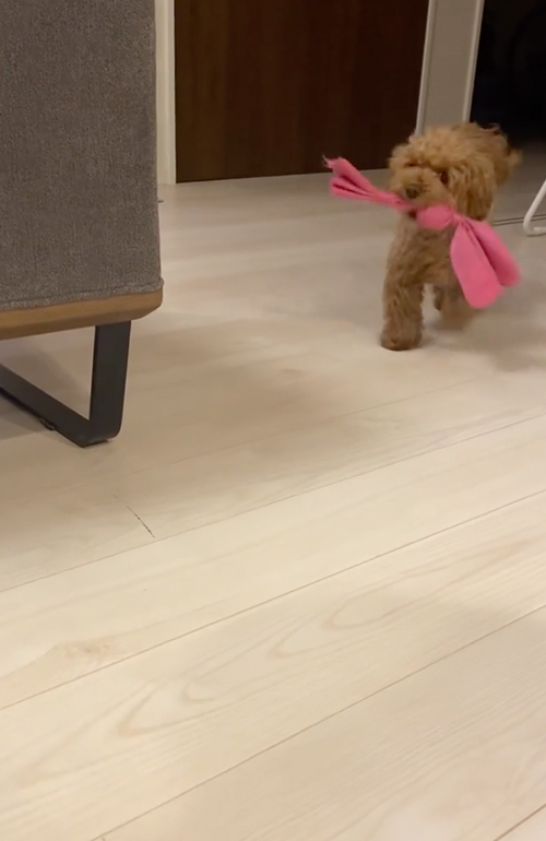 「散歩行く？」と聞かれフリーズしまうワンコ