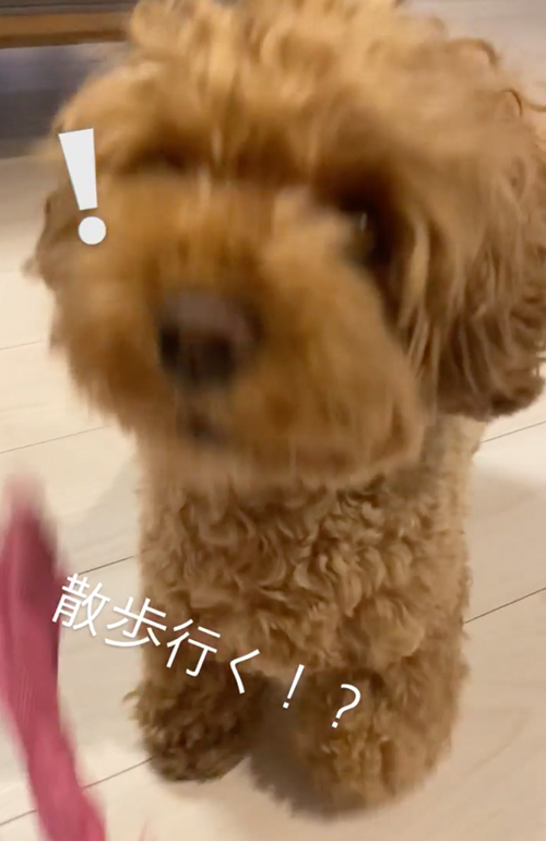 「散歩行く？」と聞かれフリーズしまうワンコ