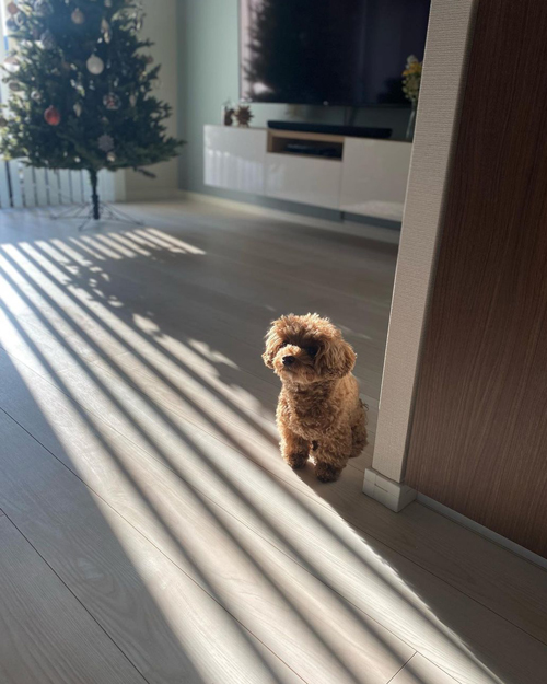 朝のチャイちゃん