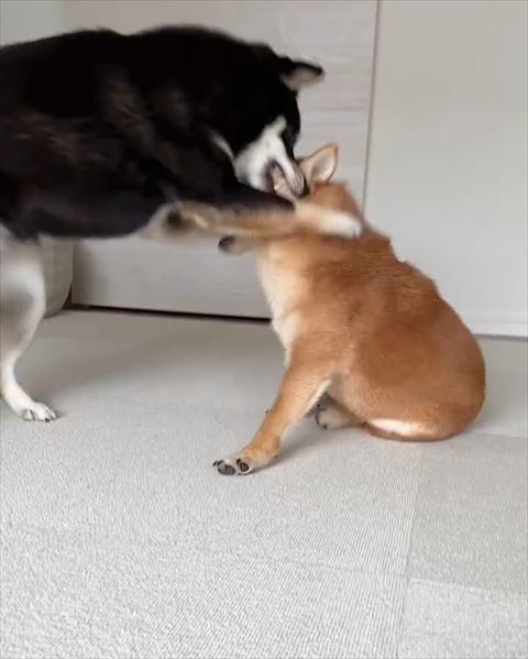 茶柴に飛びつく黒柴