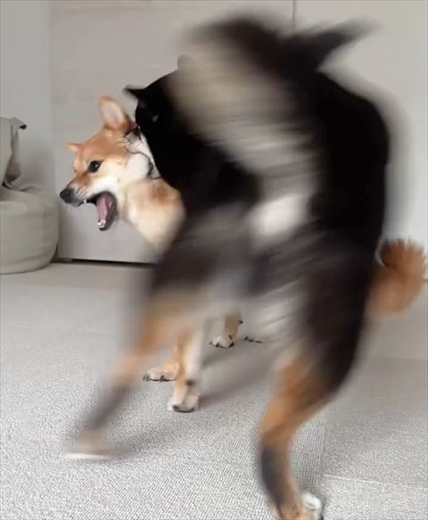 黒柴お尻