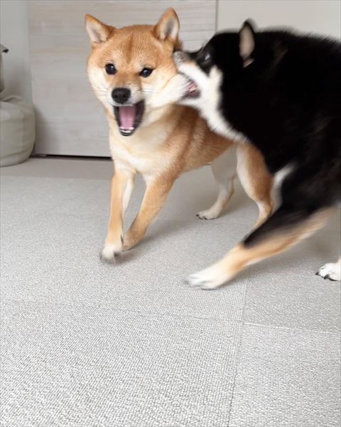 ほっぺたかまれる茶柴少しアップ