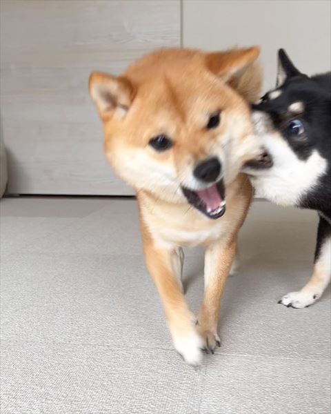 ほっぺたかまれる茶柴アップ