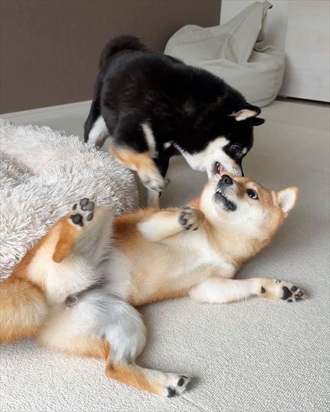 ヘソ天茶柴