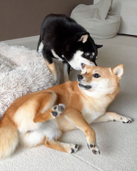 寝転がる茶柴びっくり顔