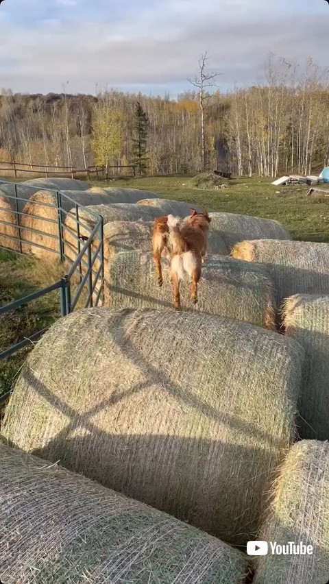 駆けるワンコの後ろ姿