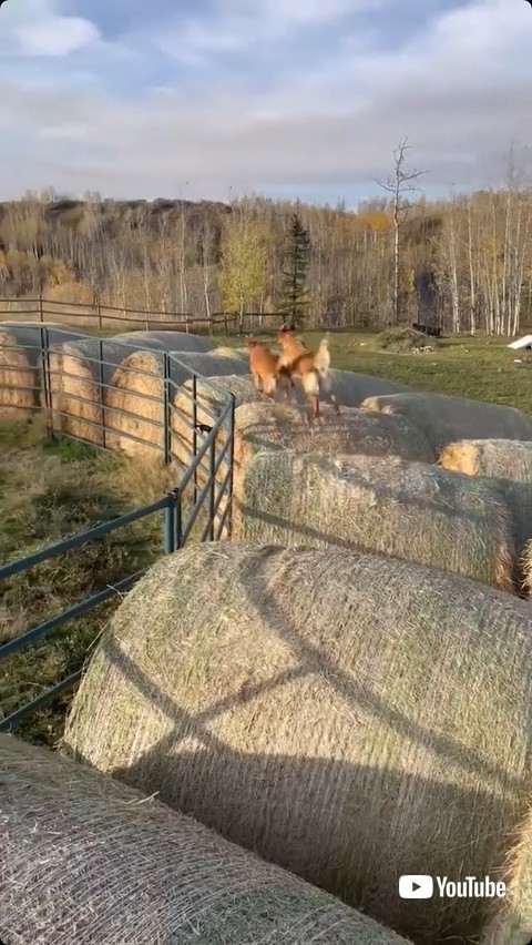 俵の上を駆けるワンコ