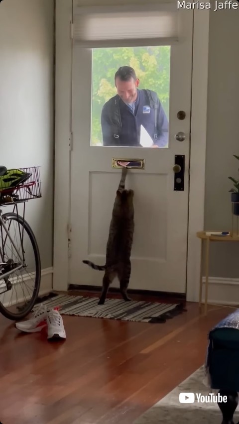 配達員と遊ぶ猫