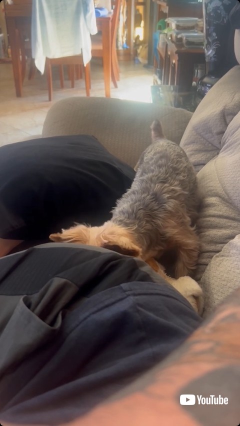 お尻をにおうワンコ