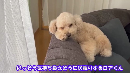 ソファでうとうと