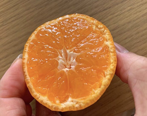 オレンジの断面図をリアル模写した絵がすごい　本物に近づきすぎて「どっちも写真じゃんw」と見間違える人が続出