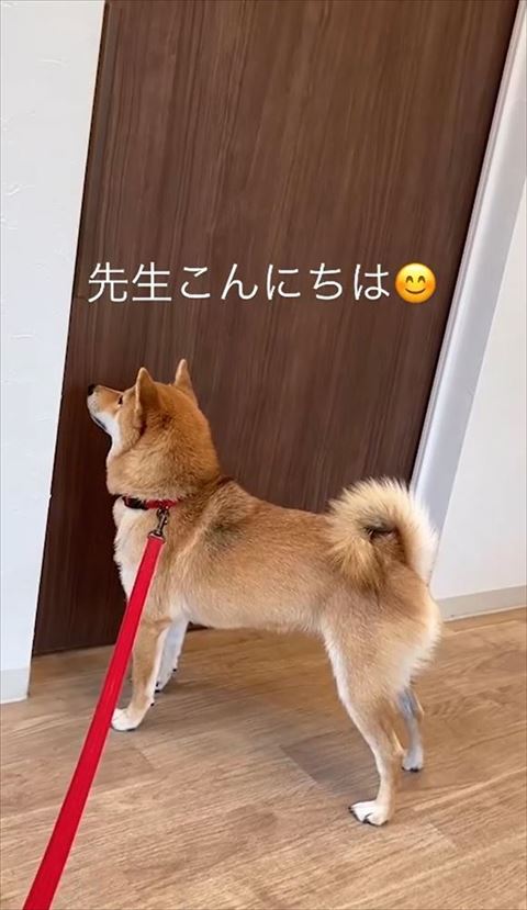 先生こんにちはテロップ