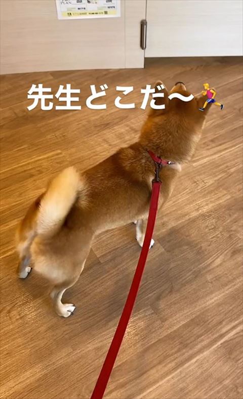 先生どこだテロップ