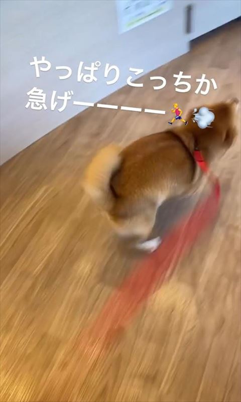 走るワンコ