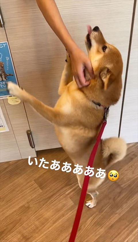 いたあああテロップ