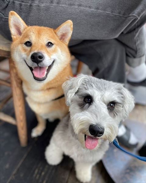 笑顔でお座り2匹