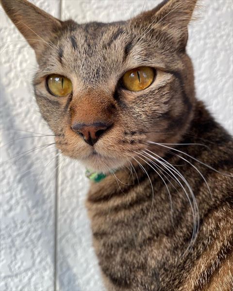 キジトラアップ