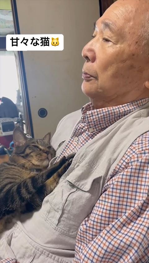 おじいちゃんを見つめる猫ちゃん
