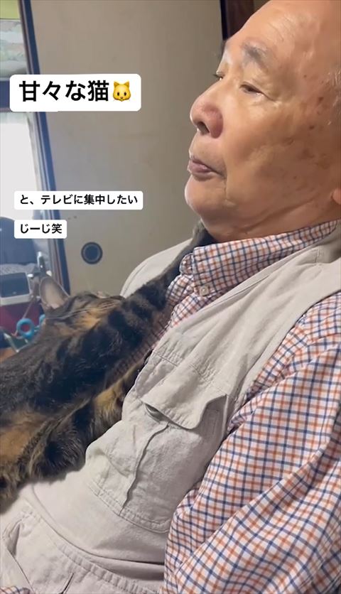 前足伸ばす猫ちゃんとテレビに集中したいじーじテロップ