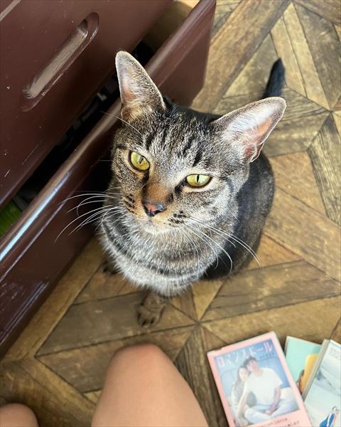 お座りしてるキジトラちゃん