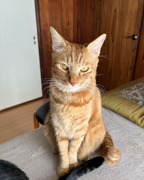 茶トラ猫ちゃん