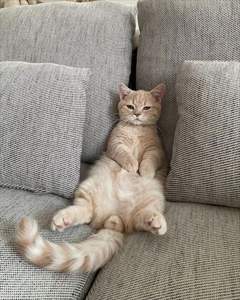 おじさん座り猫ちゃん