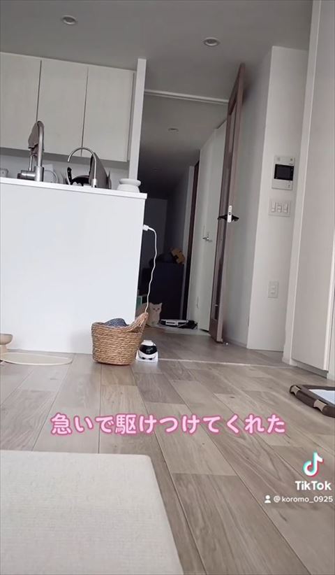 顔を出す猫ちゃん