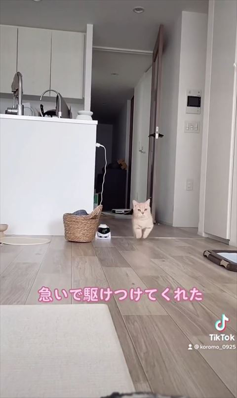 両前足揃ってる走り