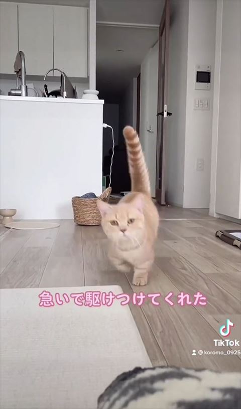 近くで見てる猫