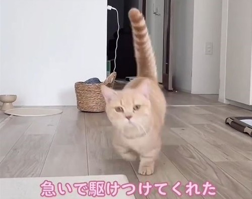 走ってくる猫