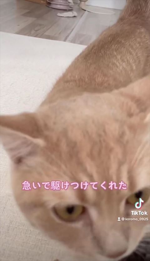 アップ猫
