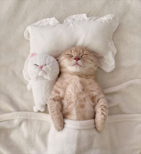 ぬいぐるみと寝る猫ちゃん