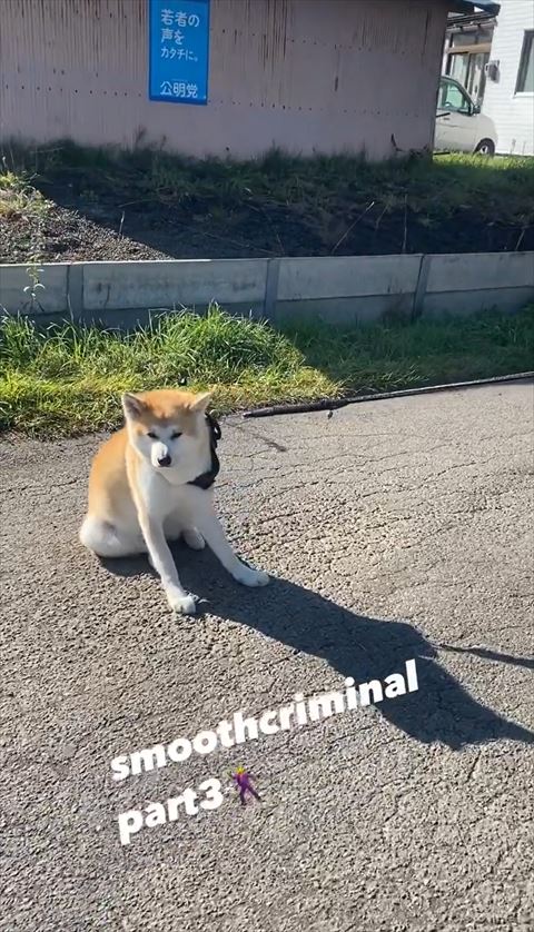 拒否ワンコ