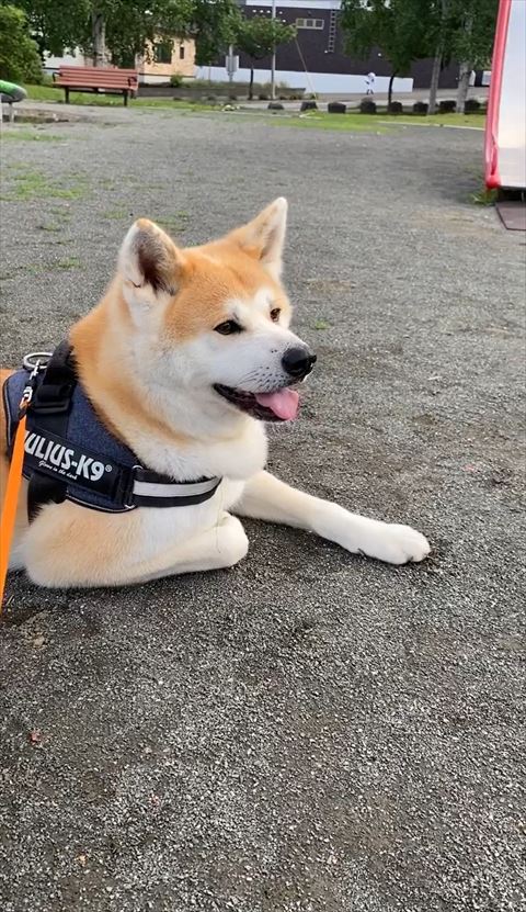 公園で笑顔ワンコ