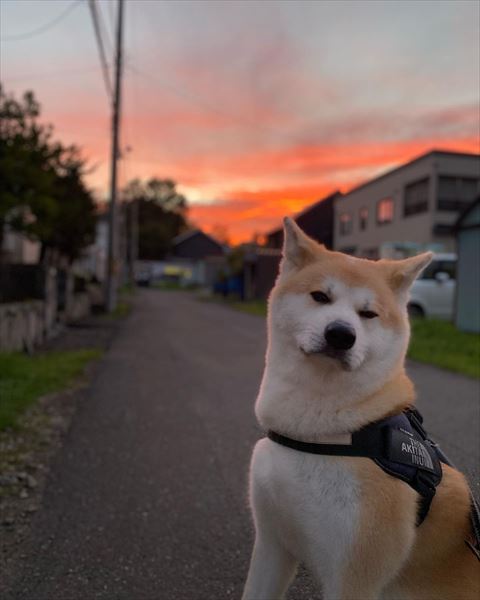 夕焼けワンコ