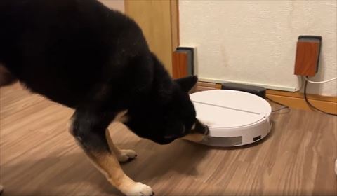 ロボット掃除機をなめるワンコ