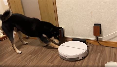 ロボット掃除機を前足っでさわる
