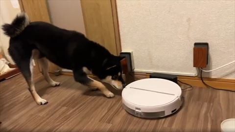 ロボット掃除機の匂いをかぐワンコ横から