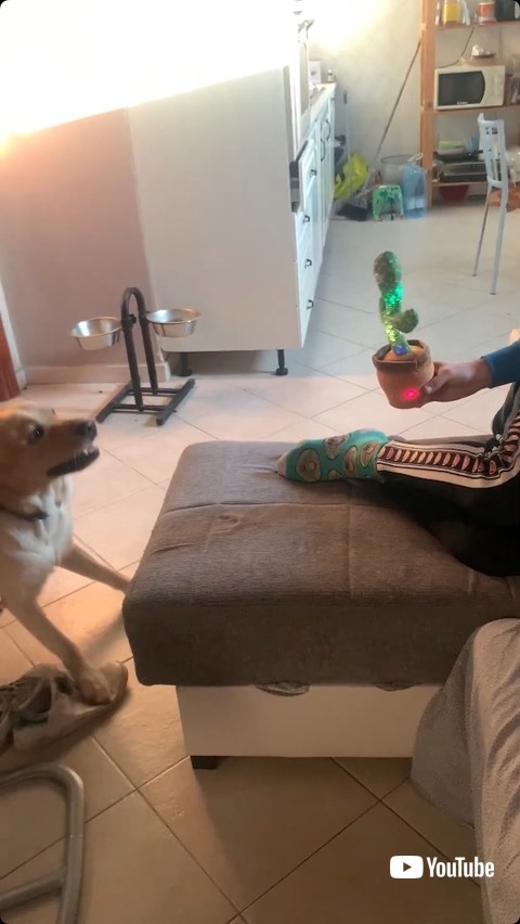 不思議そうな顔の犬