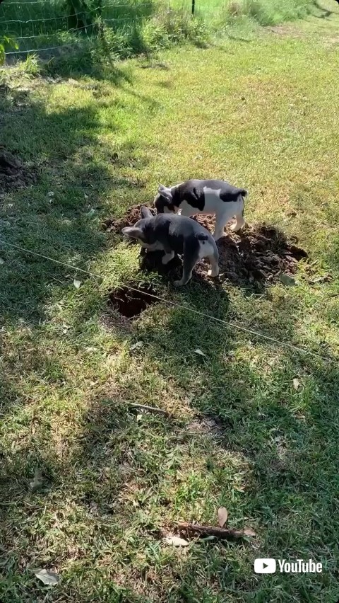 穴掘りをする子犬