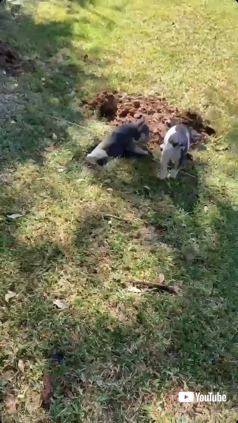 穴に落ちる子犬