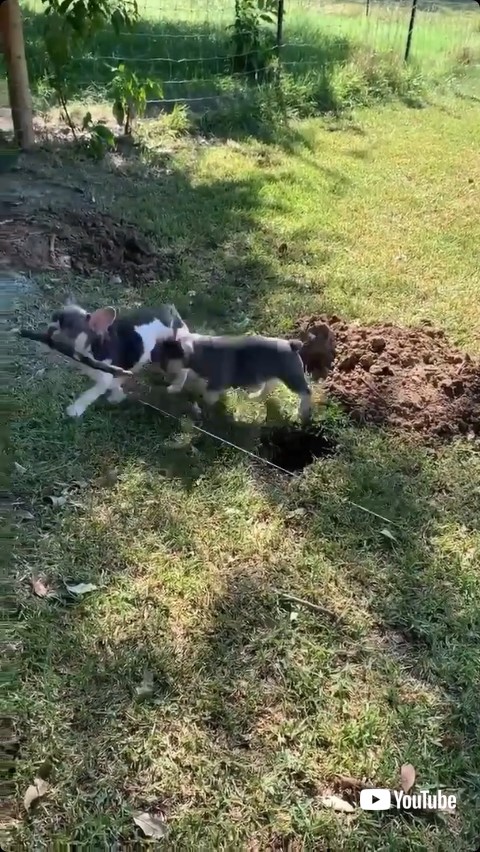 木の棒を奪う子犬