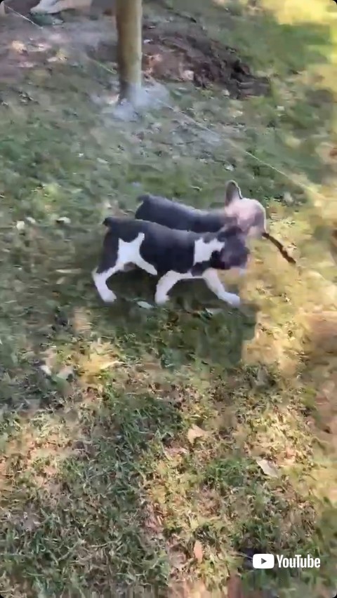 木の棒を取り返す子犬