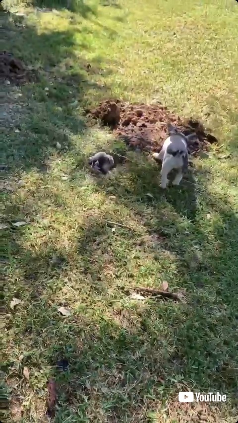 穴に入った子犬