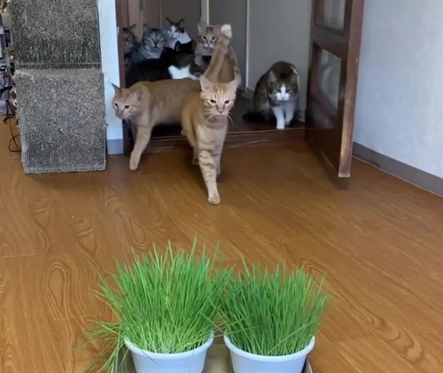 アップ