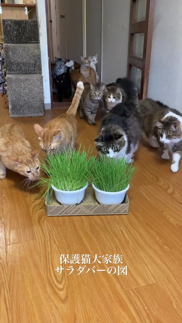 集まる猫
