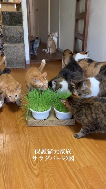 食べる猫