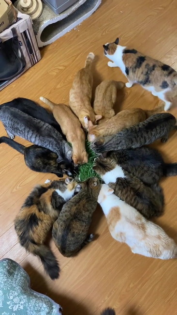 上から見る