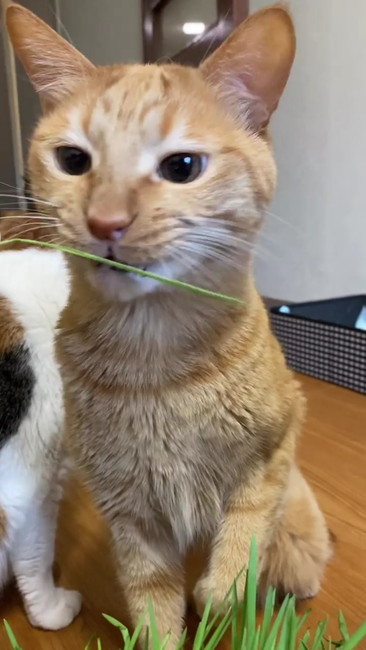 茶トラ